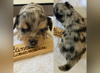 Chihuahua Welpen ab 22.08 abzugeben
