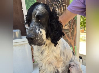 Lord  - ein ruhiger, wunderbarer Setter sucht sein liebevolles Zuhause!