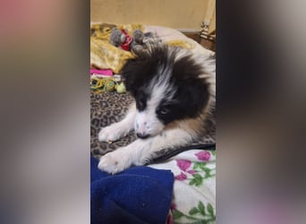 Kleine Lola sucht ein Zuhause