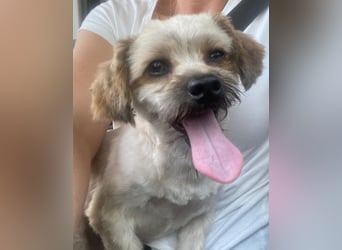 Winnie – kleiner Herzbube der seine Menschen sucht