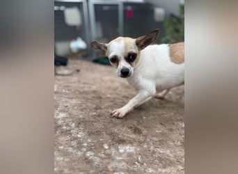 Luna, kleine Chihuahua Hündin geb. 2023