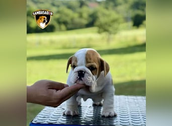 Englischen Bulldogge