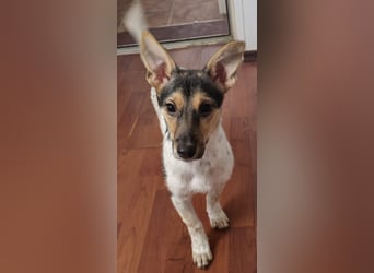 Welpendame CHANEL (auf Pflegestelle in 90453 Nürnberg) sucht ihr Zuhause!