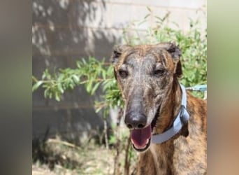 ARTISTA-Charakterstarker Galgo mit Herz und Haltung