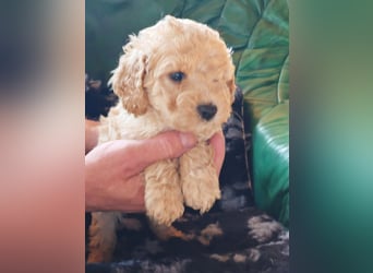 Wunderschöne Maltipoo Welpen