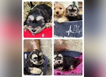 Cockapoo Welpen Englisch Cockerspaniel x Pudel