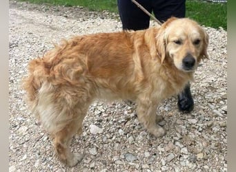 Sam, Golden Retriever