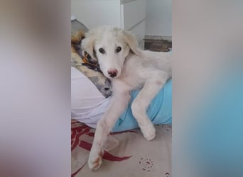 Rufus sucht wundervolles Zuhause für immer!