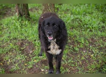 Solon: Tapferer Hundeopa