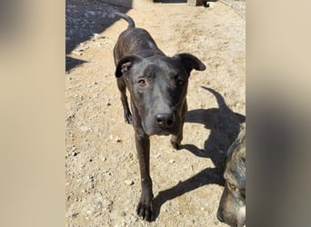 Freundl. Staff-Mix♥Dante♥ Vermittl.CH+AT