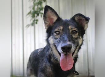 Camilla, Schäferhund-Husky-Mischling, geb. 2022, schlaue, liebevolle Hündin