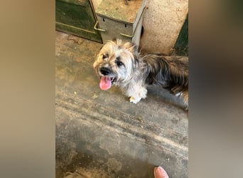 Daisy – zarte Hundeseele auf der Suche nach Geborgenheit