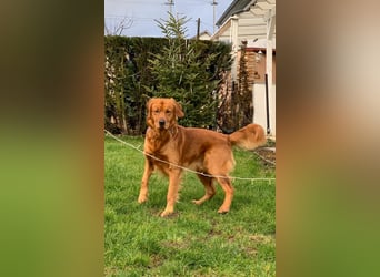 Golden Retriever Welpen