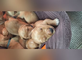 Golden Retriever Welpen
