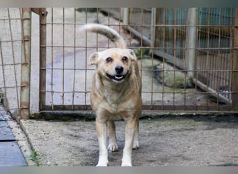 Freundliche INESSA sucht Zuhause zum kuscheln