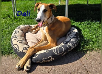 Dali 07/2024 (in Deutschland) - bezaubernder junger Galgo!