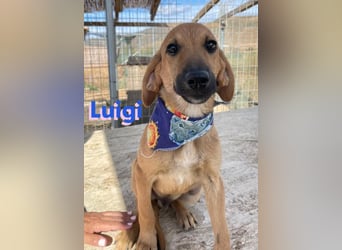 Luigi,geb.05/24,lieber Kämpfer sucht seine Familie