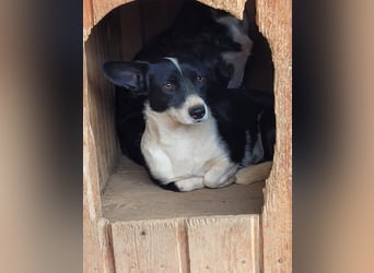 Wer holt BELLA aus ihrem Schneckenhaus?