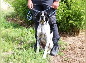 Pintas, Englischer Pointer, lieb und verträglich