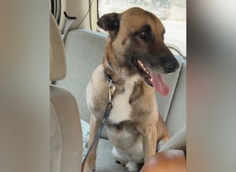 Karl ❤️ ruhig, gehorsamer Malinois-Mix