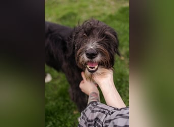 Harley ist ein Hund mit besonderen Bedürfnissen, der ein Zuhause sucht.
