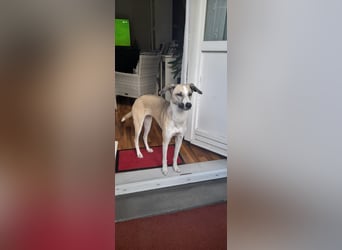 Ivy, wunderschöne Windhund Mix Hündin sucht aktives Zuhause