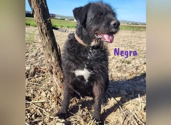 Negra 01/2018 (ESP) - sehr liebevolle, verschmuste und menschenbezogene Schnauzer-Mix Hündin!