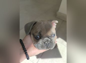 Blue blau Fawn Welpe  französische Bulldogge