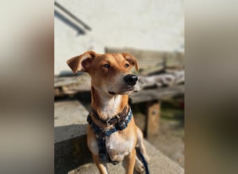 Walburga, !!! SOS !!!!  PS Oberkochen liebevolle, kleine Hündin sucht Ihr Körbchen