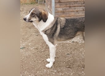 Dios, geb. ca. 05/2022, lebt in GRIECHENLAND, im städt. Tierheim Serres