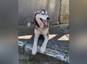 Saphira - liebe, menschenbezogene, aktive Sibirian-Husky-Mix Hündin / z.Zt. noch in Rumänien