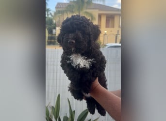 Lagotto Romagnolo Welpen reinrassige