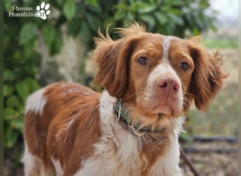 Cristobal ist sportlich und intelligent, ideal für aktive Menschen