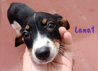 Lana1 geb. 03/2025 (ESP) - verspielte, kleine Bodeguero-Mix Welpin!