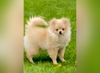 Zwergspitz Pomeranian Weibchen 5Monate jung