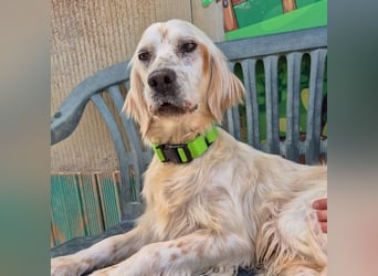 Ketty - fröhliche Setter Dame sucht liebevolles aktives Zuhause