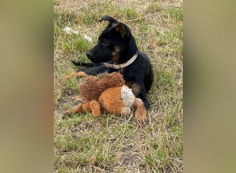 Chico - liebenswerter, junger Rüde der verschmust und verspielt ist