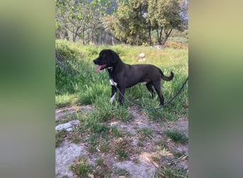 Giona – ein Hund und Gentleman!