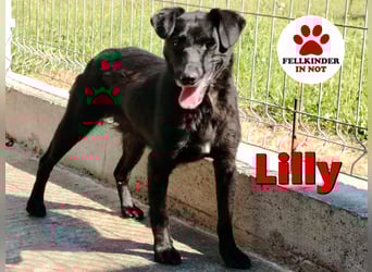 zierliche kleine Terrier Mischlings Hündin Lilly sucht ein Zuhause oder PS