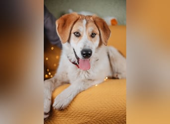 Hallo! Ich bin Brut – und ich bin bereit, dein Herz zu erobern.