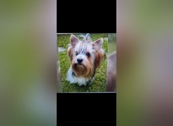 Kleiner Biewer Yorkshire Terrier Welpe a la Pom Pon tricolor / reinrassig / selten Rüde