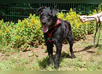Feliciti - fröhlicher Familienhund - Tierhilfe Franken e.V.