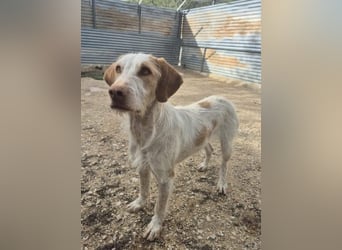 Zoe, eine wunderbare Familienhündin