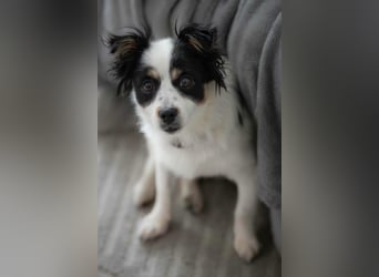 winzige süße Chihuahua Mischlings-Hündin Lotti sucht eine Familie