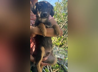 Bruno, geboren 03.2025, 36cm sucht seine Chance