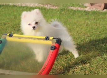 Zwergspitz Pomeranian "Vanilla" Hündin 4 Monate kann ins neue Heim ziehen