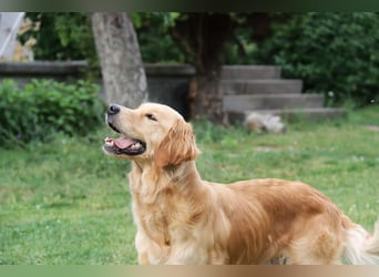 Golden Retriever Welpen vom Thüringer Wald