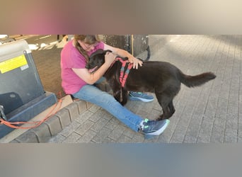 Raven - lieber Anfängerhund in Deutschland