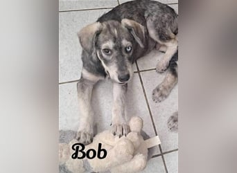 Bob, bildhübscher, verspielter Husky Mix Welpe