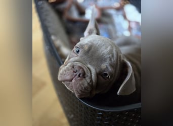 Französische Bulldoggen Welpen